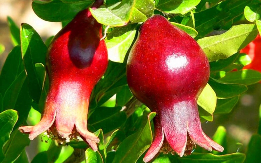 Гранат Гринго