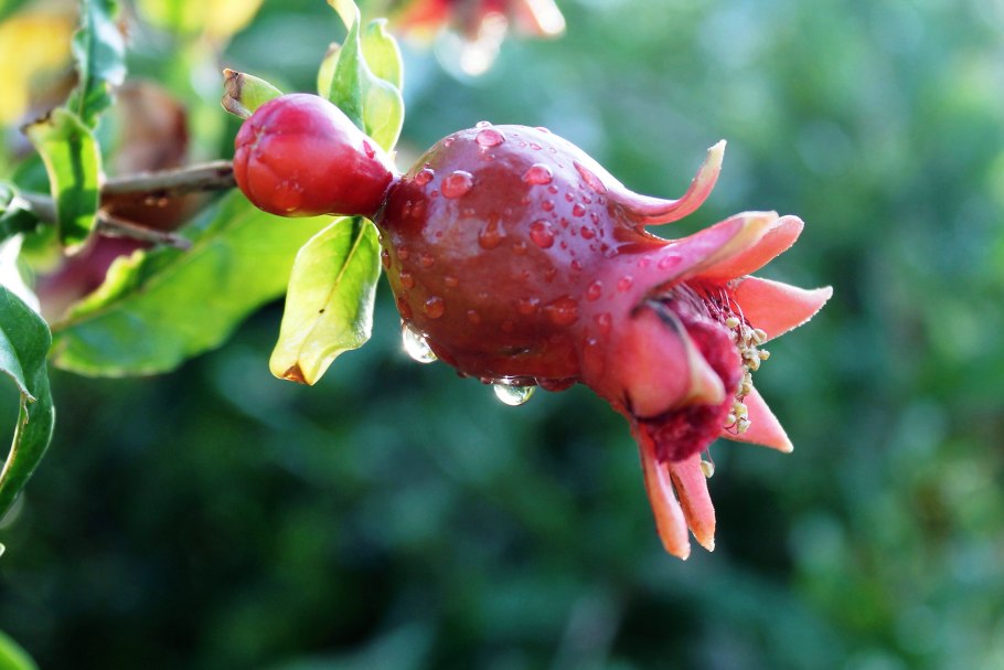 Покрытосеменные двудольные гранат обыкновенный растение гранат