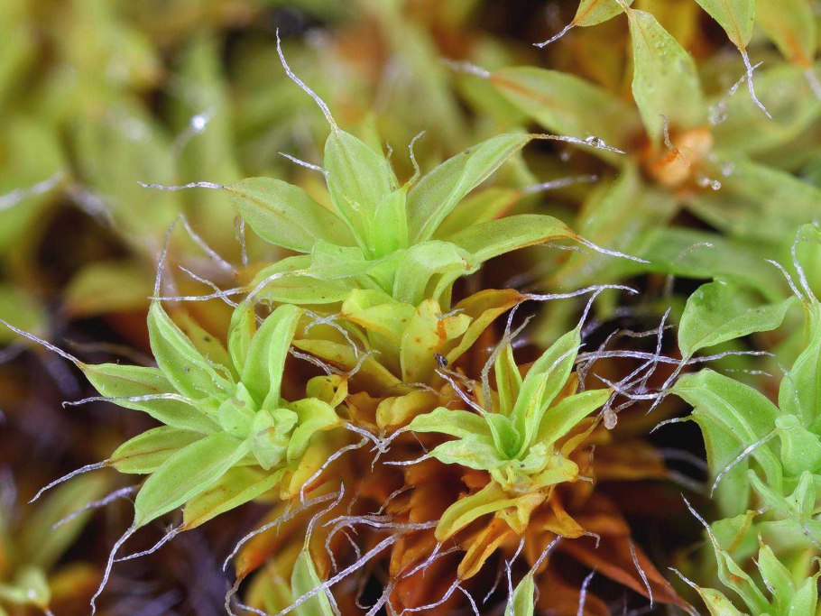 Tortula ruralis мох