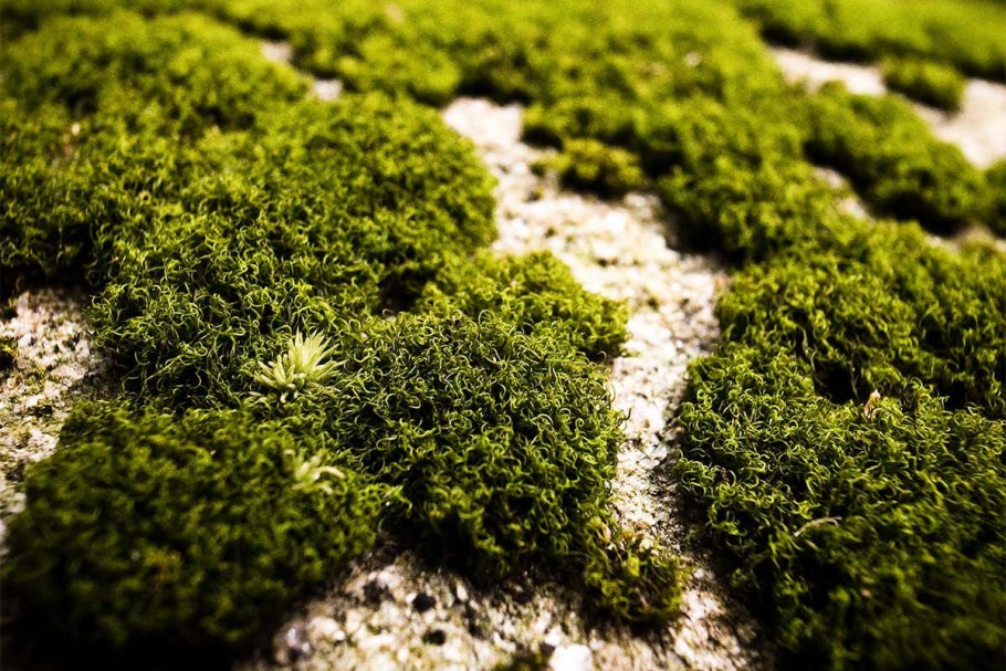 Цирифилум мох