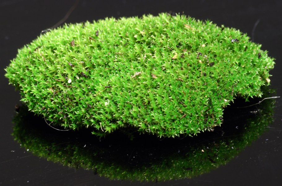 Polytrichastrum formosum