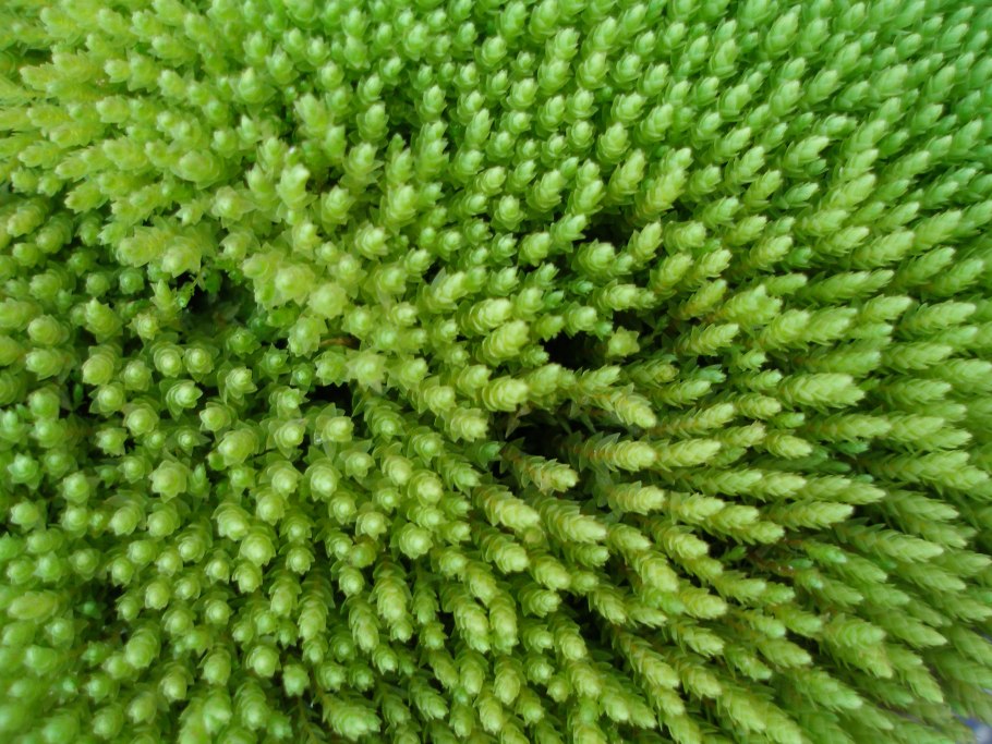 Мох большая Южная Америка