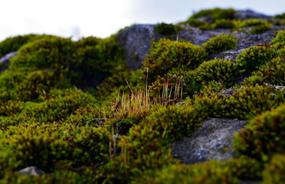 Андреевые мхи