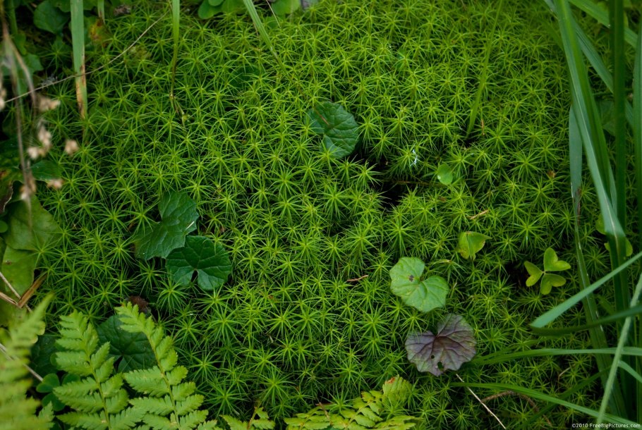 Папоротник сфагнум