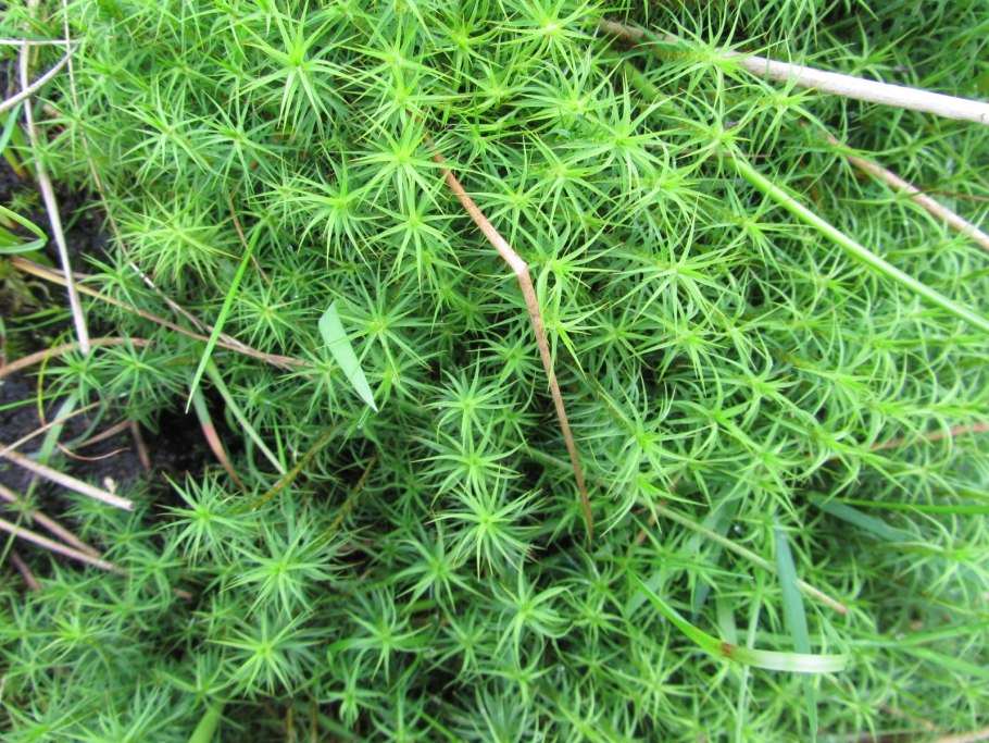 Симфиогина мох