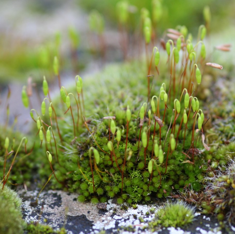 Бриум серебристый