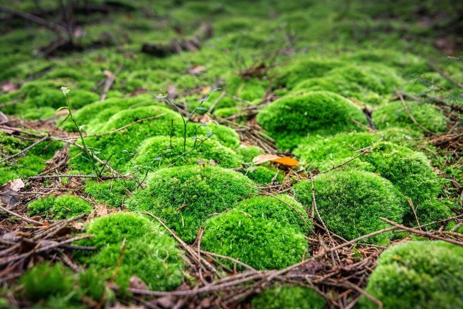 Бридский мох