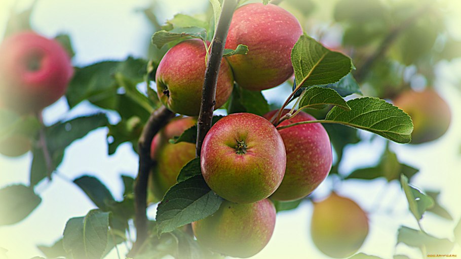 Сорт яблок Ричард