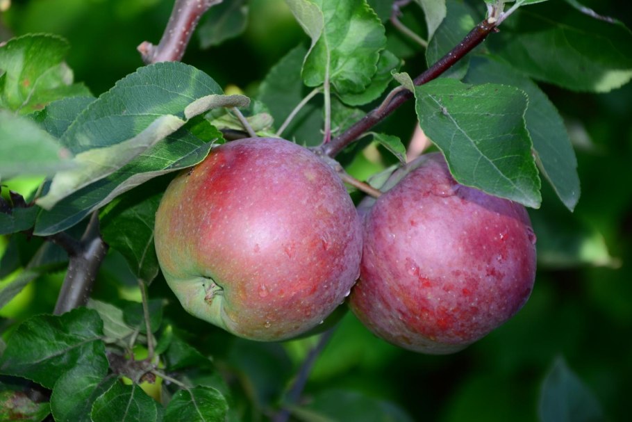 Яблоня полукультурка смугляночка