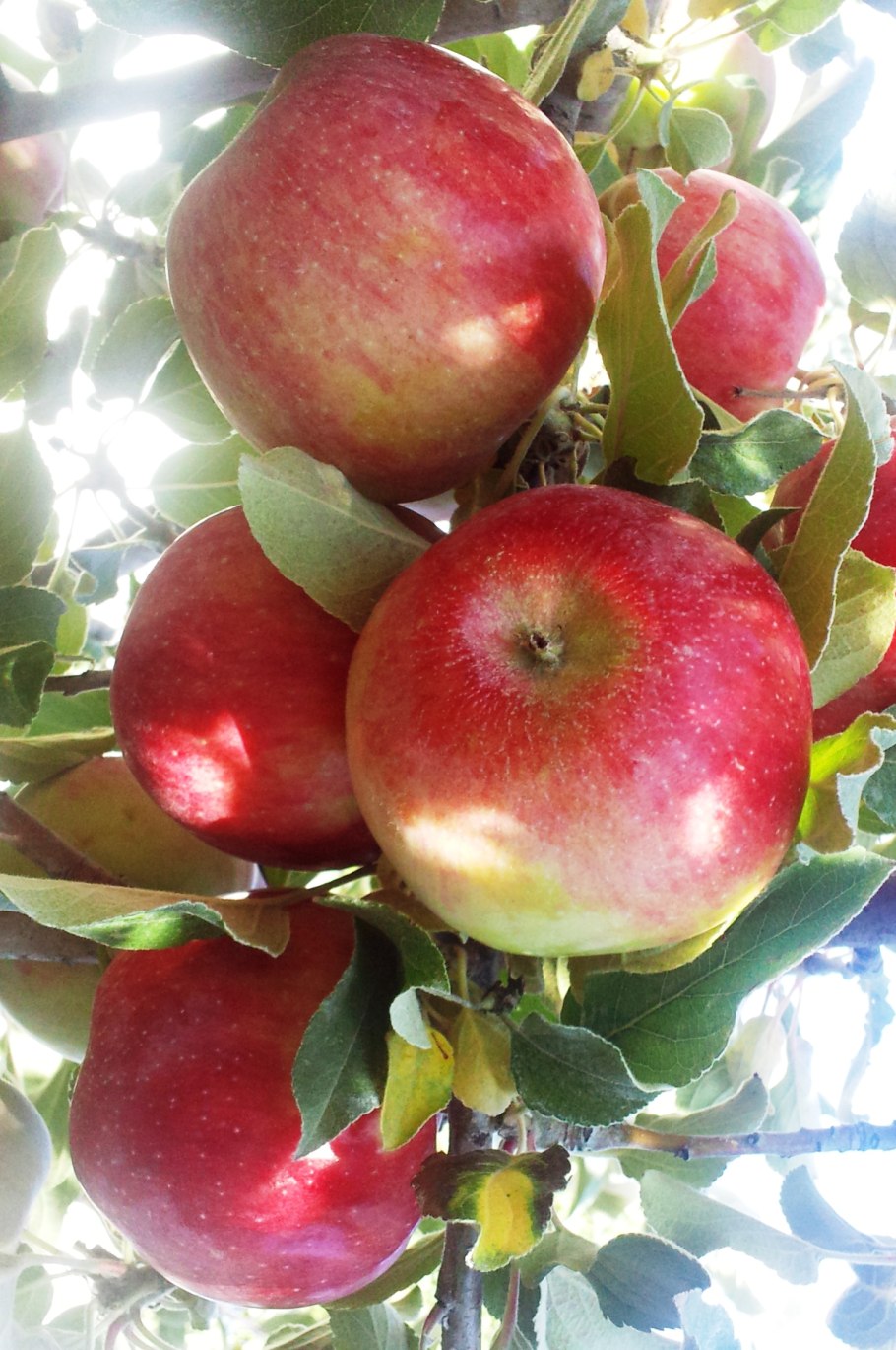 Яблоки на снегу