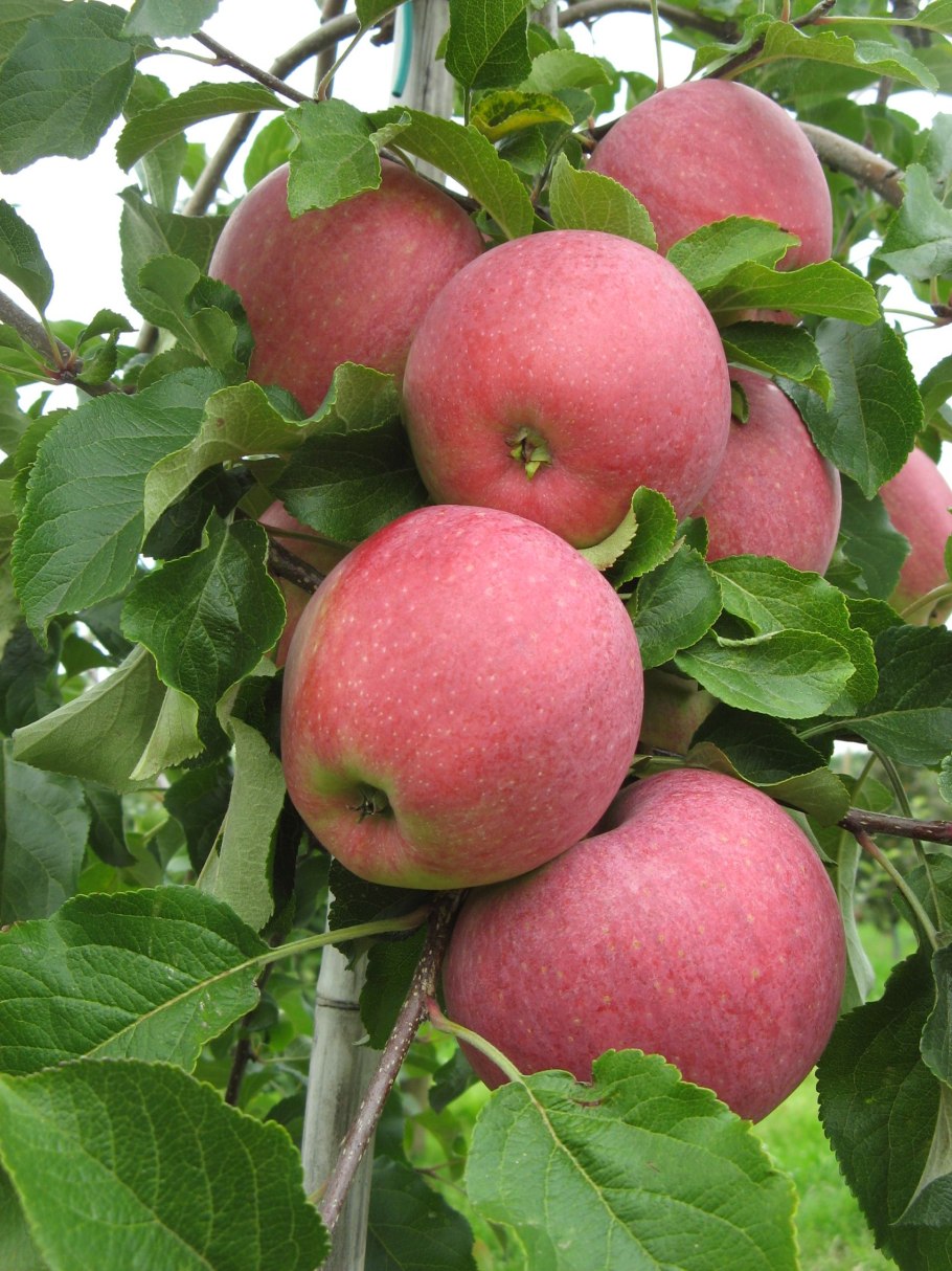 Яблоня Вишневая (Вишневое)