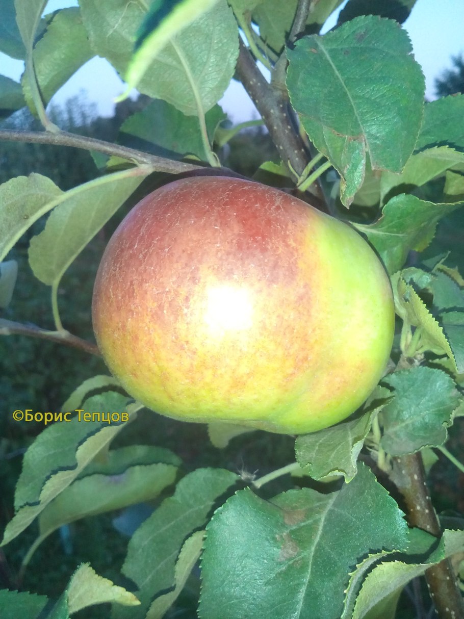 Яблоня Веньяминовское