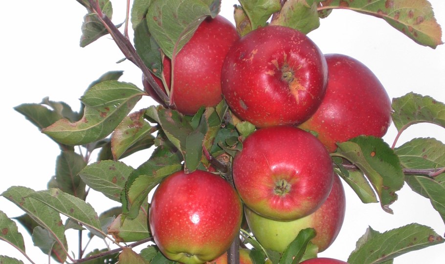 Яблоня память Ульянищева