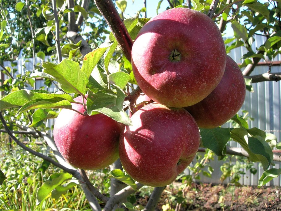 Сорт яблок Уэлси