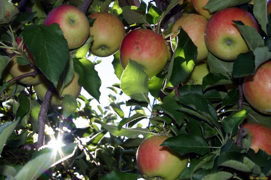 Яблоня Кандиль Орловский