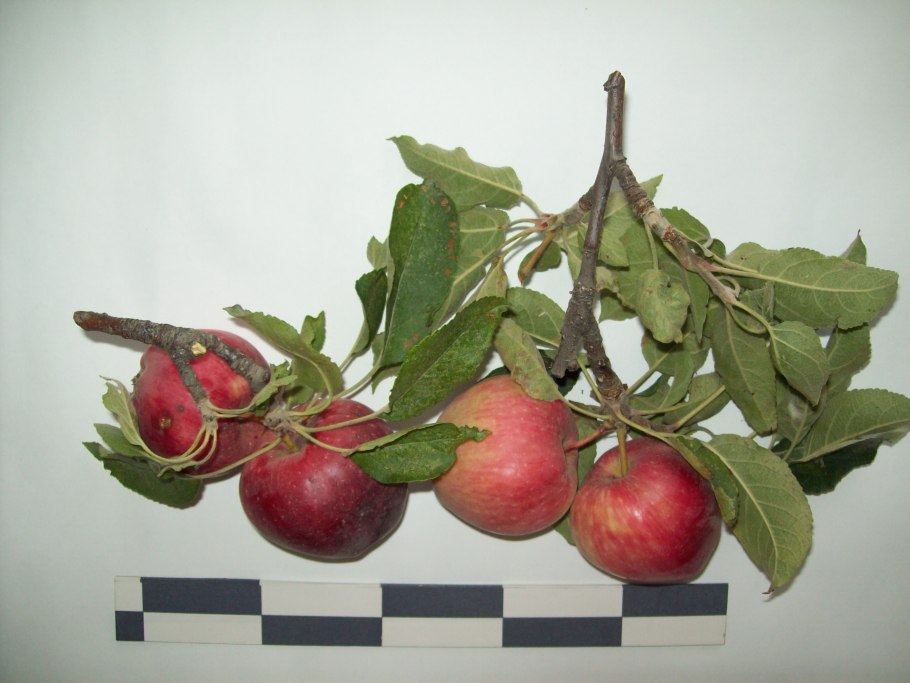 Яблоня с крупными плодами