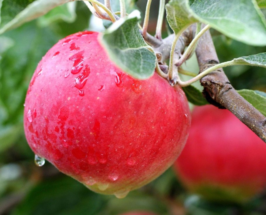 Яблоня полукультурная "заветное"