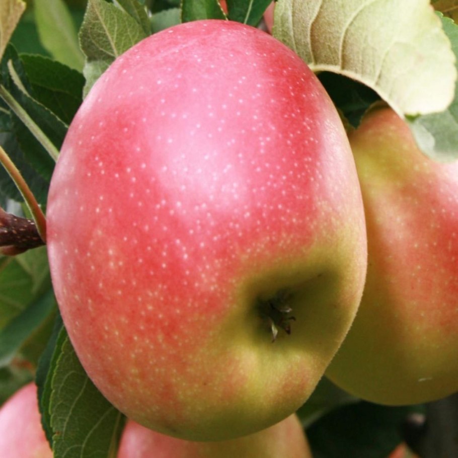 Яблоня крупноплодная Уэлси