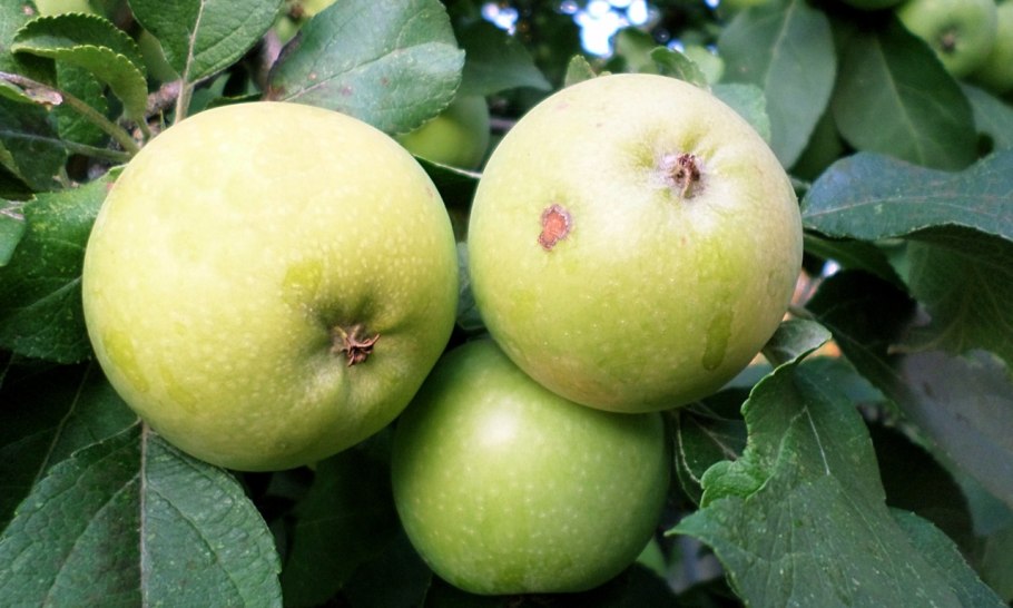 Сорт яблок Канзи