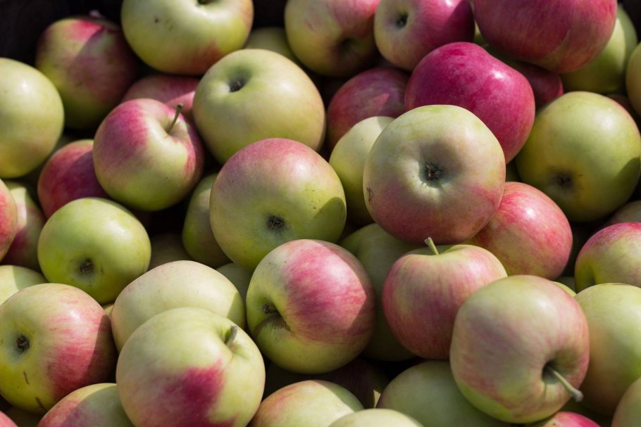 Орловим сорт яблок