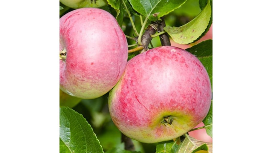 Яблоня "Рождественское" (Malus domestica)