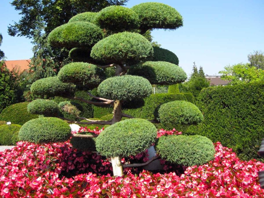 Сирень ниваки