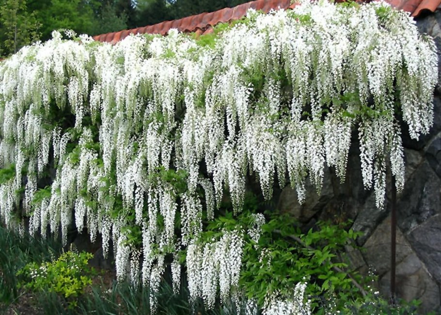 Гортензия крупнолистная кустарник
