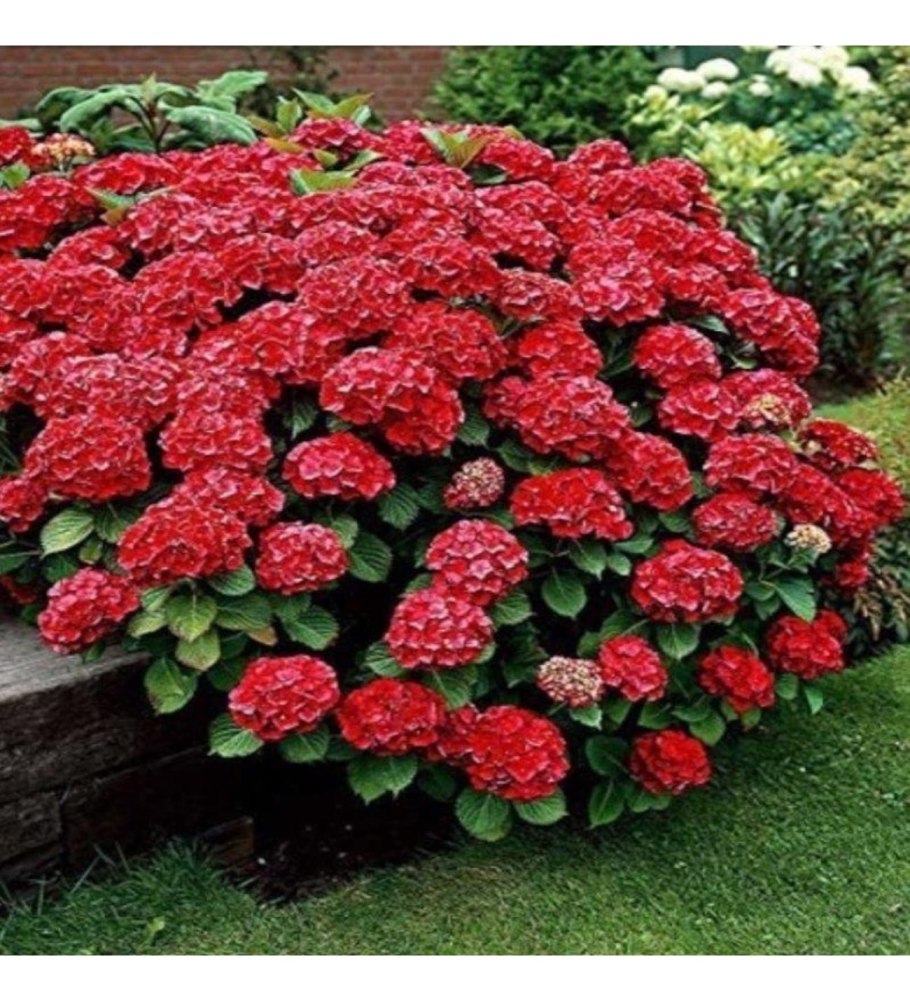 Спирея и Глициния