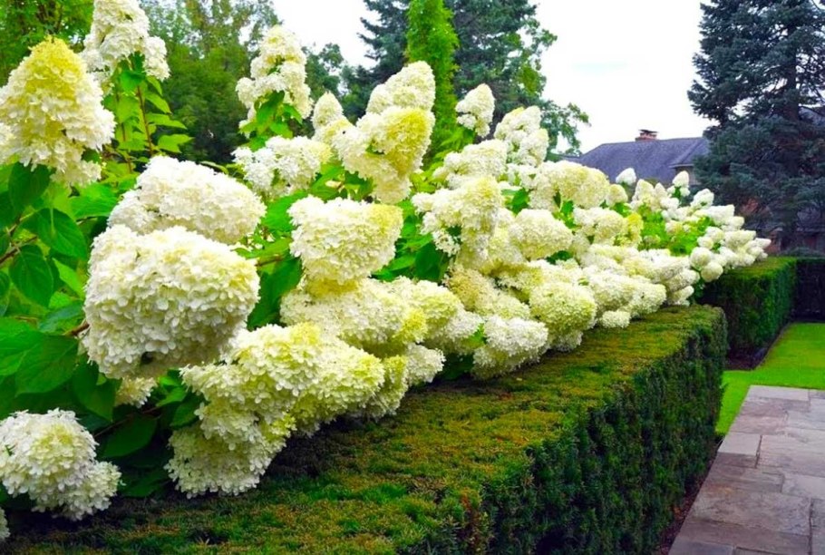 Кустовые цветы многолетники рододендрон