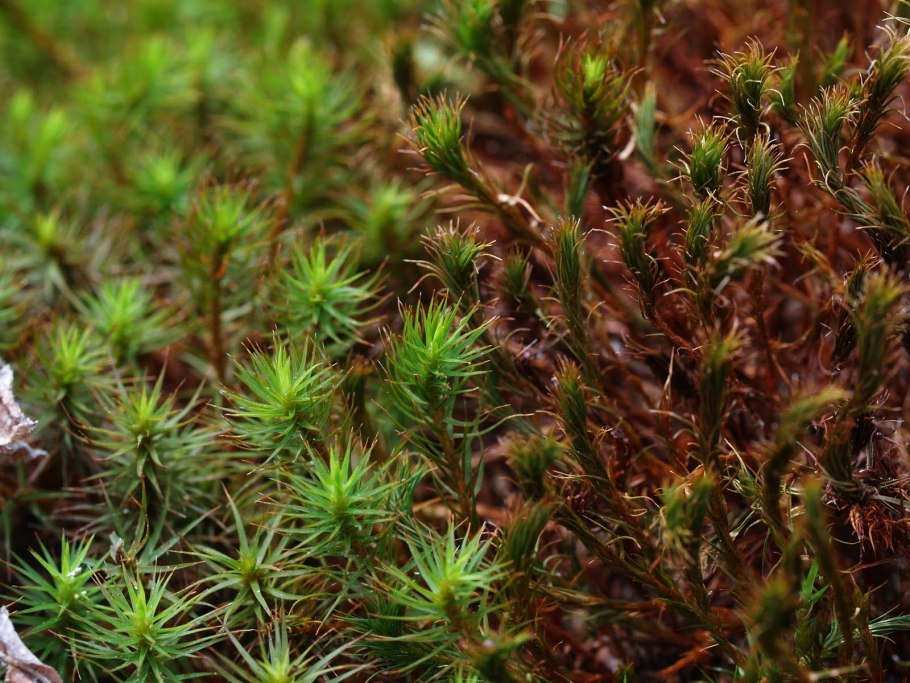 Сибирский мох ягель