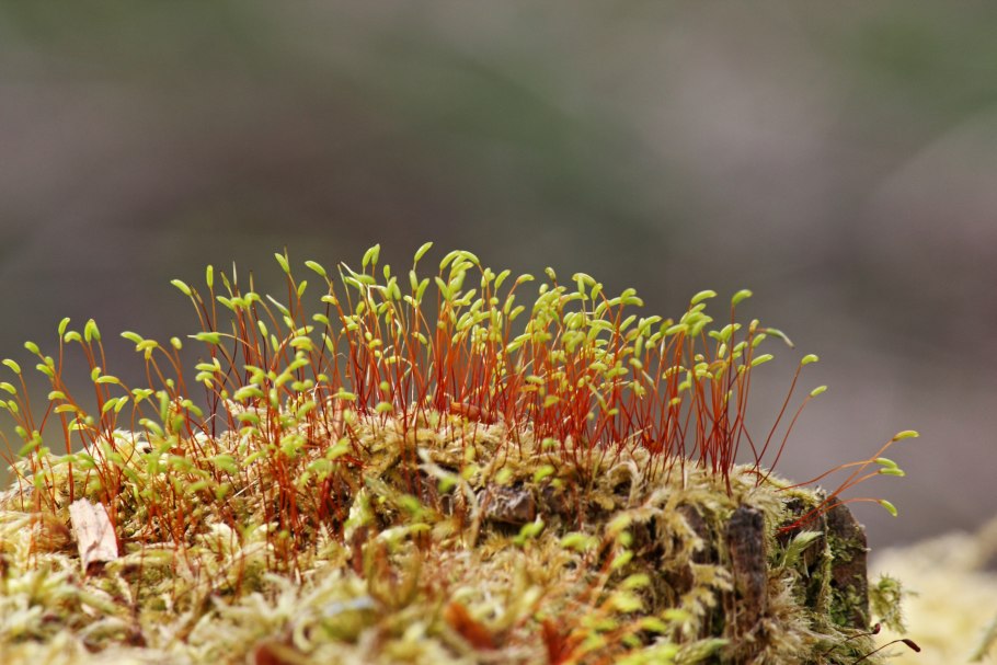 Зевыкинский мох