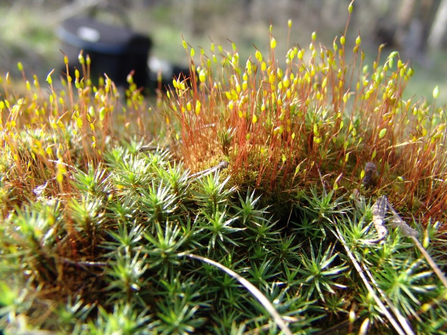 Такакиевые мхи