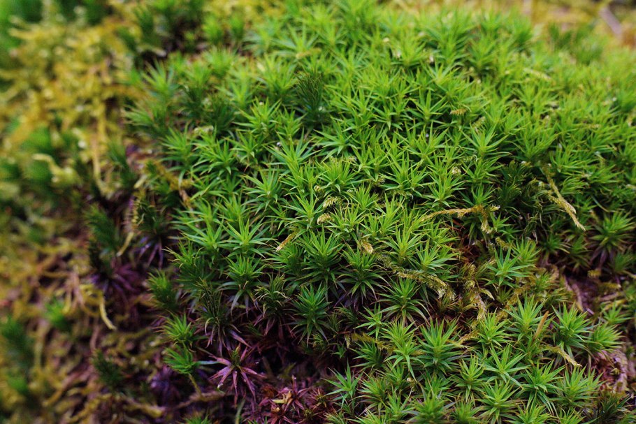 Симфиогина мох