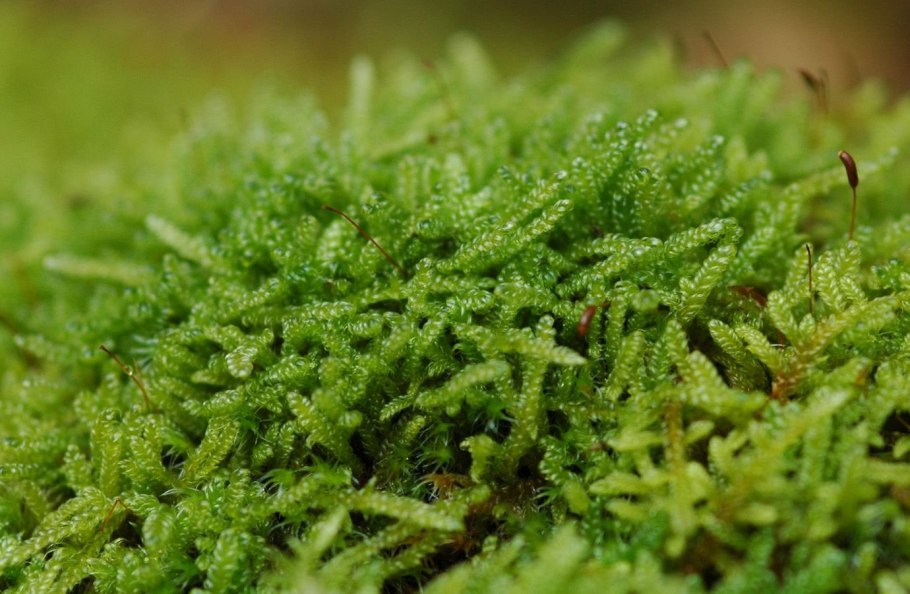 Мох Катаринея