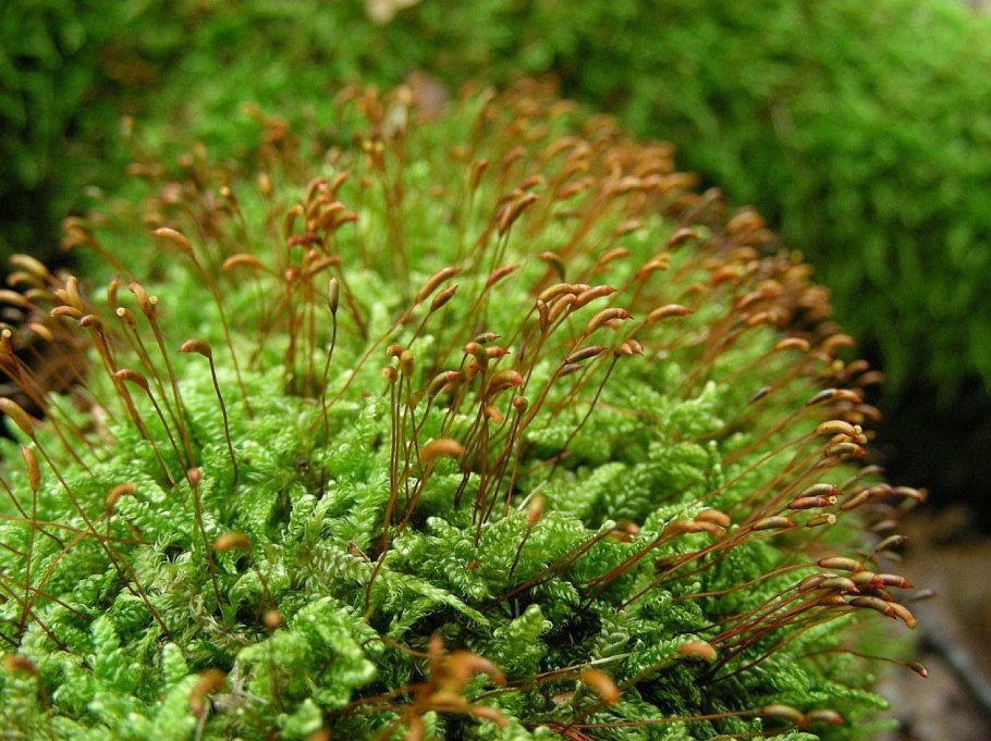 Сфагнум болотный