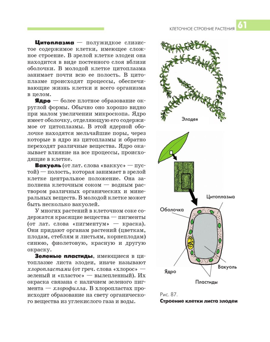 Соцветие классификация соцветий