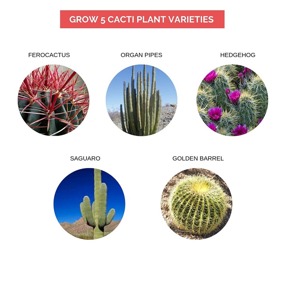 Классификация суккулентов таблица