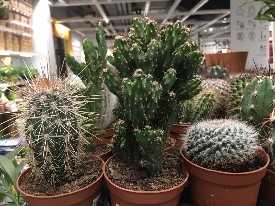 Строение цветковых растений