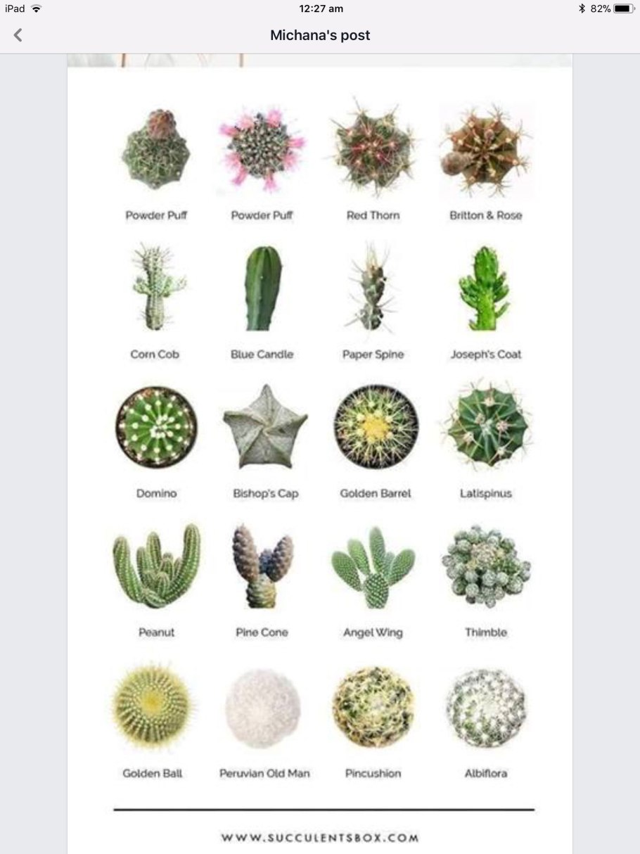 Кактусы Геншин