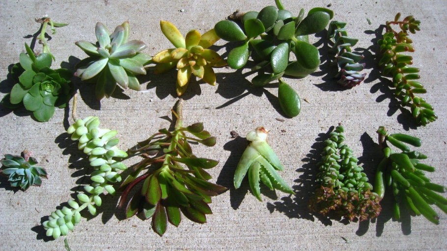 Суккулент хортица