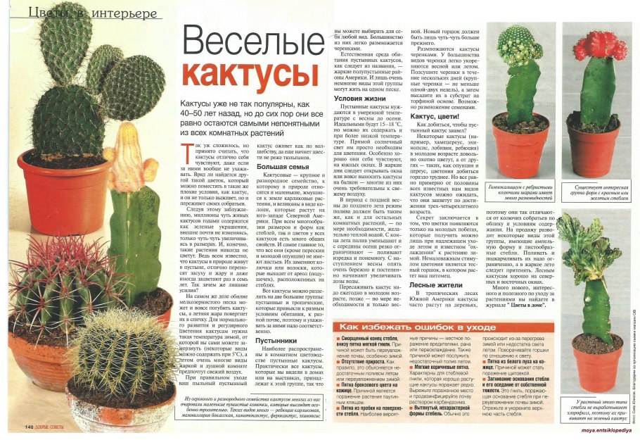 Кактус опунция видоизмененный побег