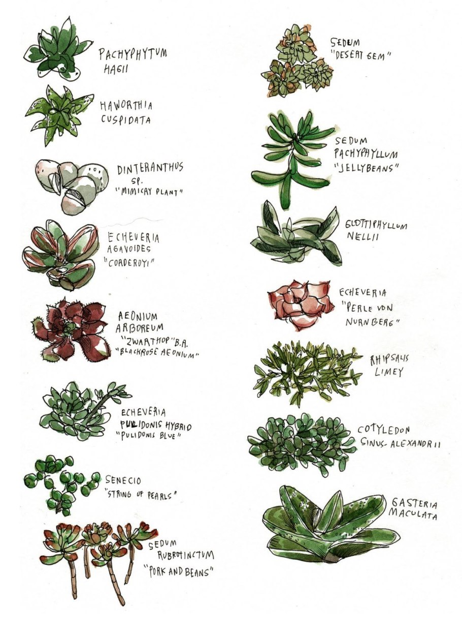 Цефалоцерусом