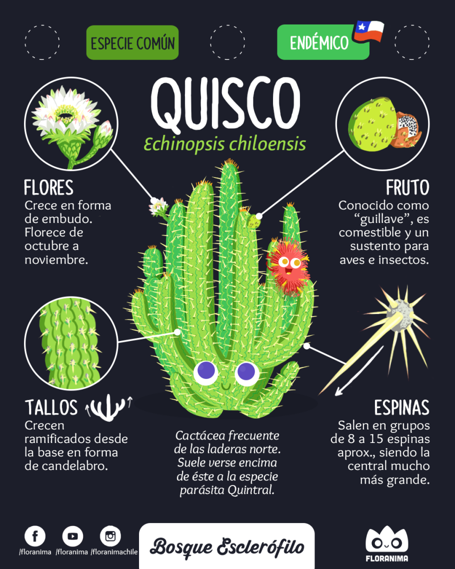 Теневыносливые кактусы и Суккуленты