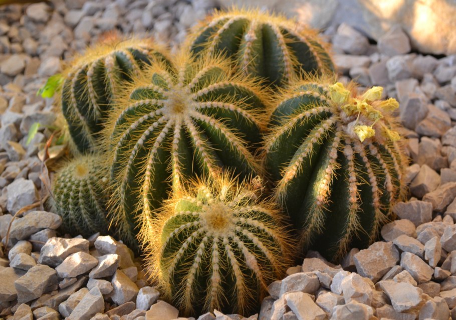 Кактус parodia magnifica