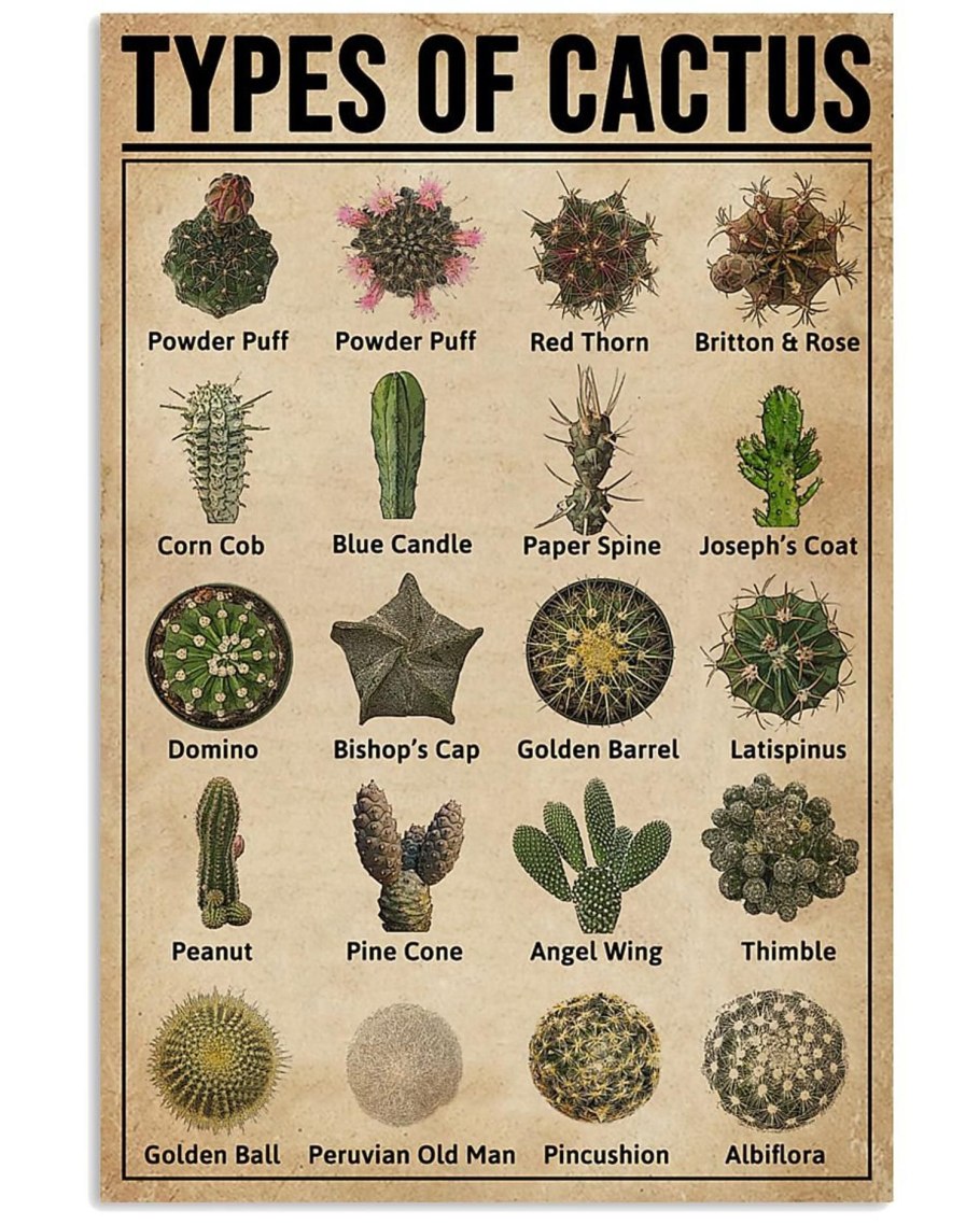 Кактусы и Суккуленты