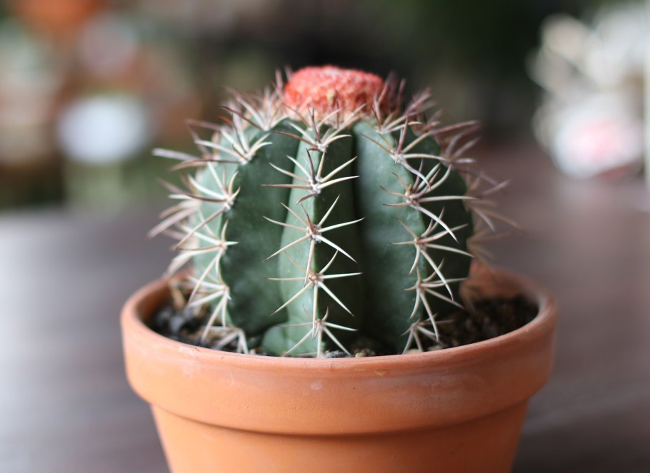 Ксерофиты рисунок