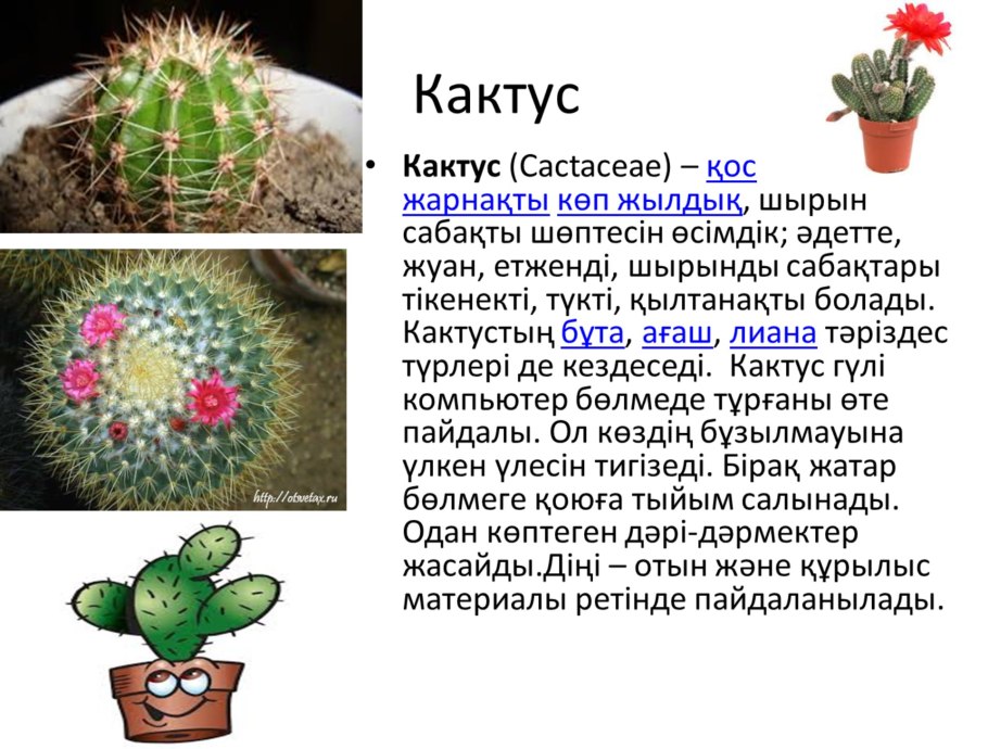 Трифиофиллум щитовидный