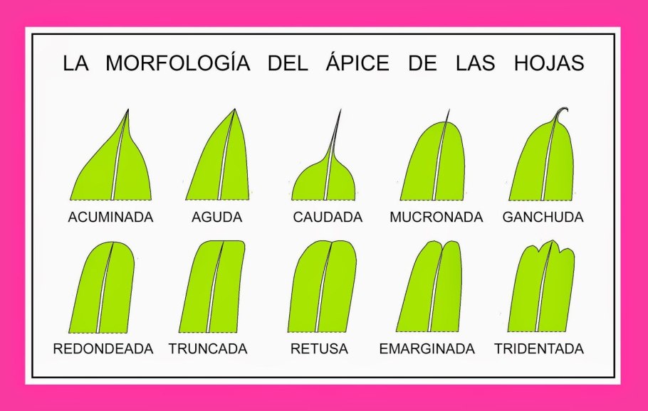 Растительный мир пустыни