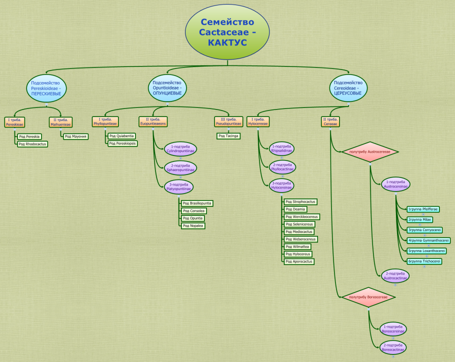 Классификация кактуса