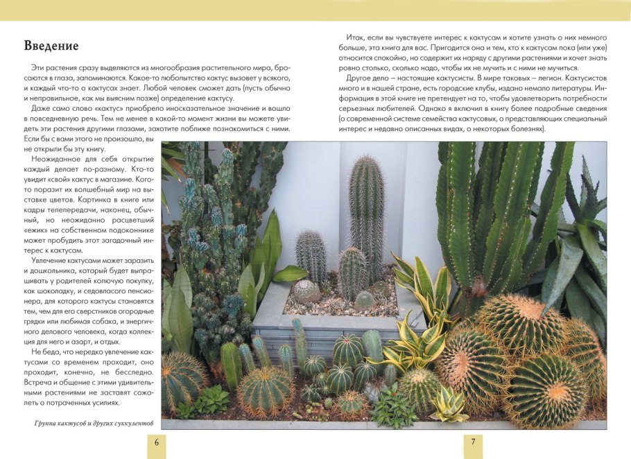 Эхеверия Блэк Тип